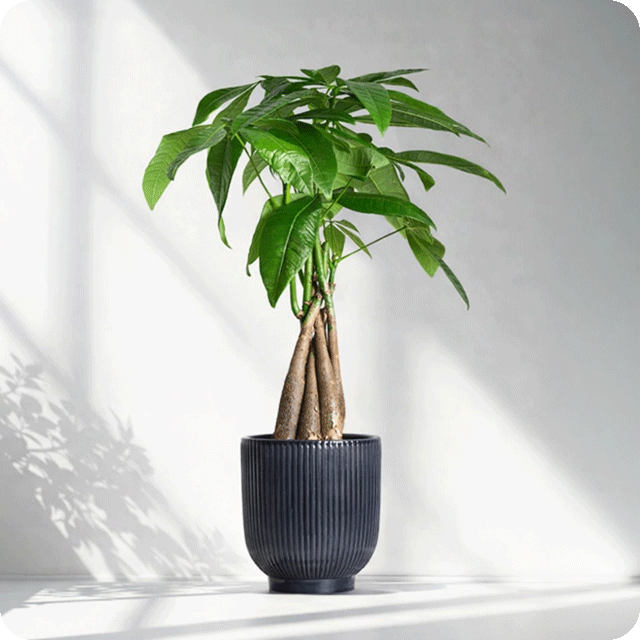 Plants Delivery